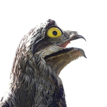 Pic #5 - The Potoo bird always looks like it saw something horrifying