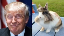 Pic #5 - Things Donald Trump looks like