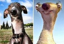 Pic #6 - Dogs that look like other things