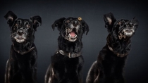 Pic #6 - Photographers hilarious portraits capture dogs trying to catch treats