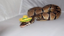 Pic #6 - Snakes wearing hats