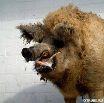 Pic #6 - This is Taxiderpy