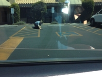 Pic #7 - A friend takes her time finding a parking space and angers the man behind her He throws rocks at her car The result An instant karma slideshow