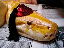 Pic #7 - Snakes wearing hats