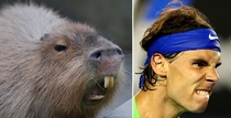 Pic #8 - Capybaras That Look Like Rafael Nadal