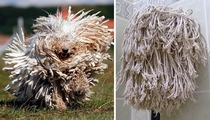 Pic #8 - Dogs that look like other things