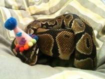Pic #8 - Snakes wearing hats