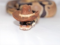Pic #9 - Snakes wearing hats