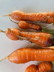 Picked the last carrots of season They ended up a bit misshapen