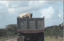 Pig jumps to freedom from slaughter house bound truck