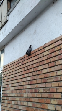 Pigeons are weird