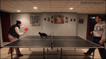 Ping Pong with a cat
