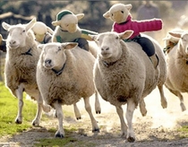 Plush sheeps are riding on real sheeps