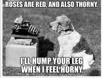 Poet Dog drops a rhyme for you