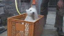 Polar bear getting bathed