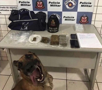 Police dog after sniffing drugs all day