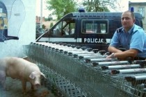 Police in Poland has successfully captured pig on the run by using unconventional blockade
