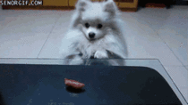 Pomeranian really wants the snack