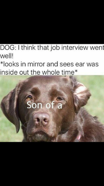 Poor doggo probably didnt get the job
