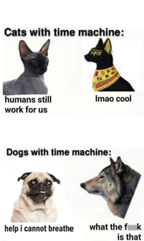 Poor doggos