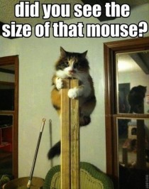 Poor kitty seen a big mouse