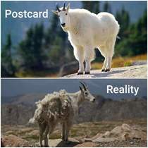 Postcard vs Reality