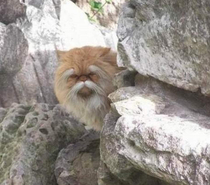 Pretty sure this cat knows kung fu