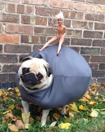 Probably the best dog Halloween costume Ive seen this year