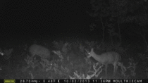 Probably the most interesting thing Ive ever caught on one of my trail cams