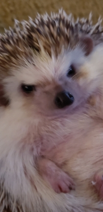 PSA Dont wake a hedgehog up before midnight