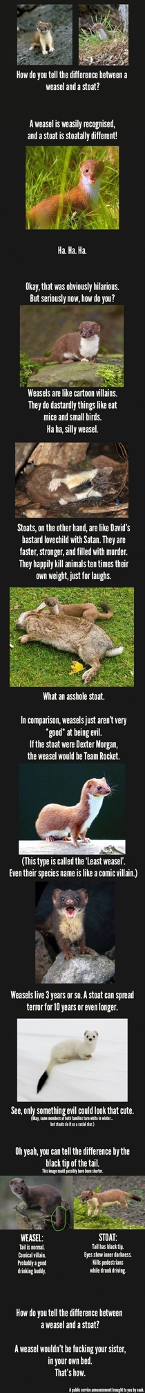 PSA How to tell a stoat from a weasel