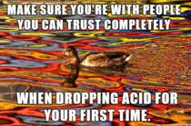 Psychedelic Advice Duck Dropping Some Knowledge
