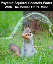 Psychic squirrel controls water with the power of its mind
