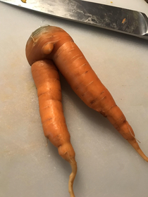 Pulled this carrot today