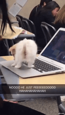 Pupper ruins laptop by peeing on it
