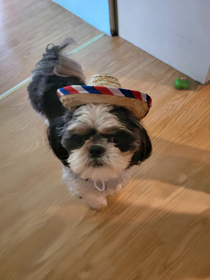 Pupper wearing a sombrero