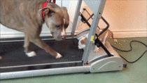 Puppy on a treadmill
