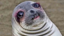 Put this awkward seal through Perfect app I am dying