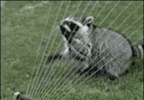 Raccoon has grand dreams of being a harp player