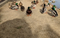Ran into a duck gang today I assume the one in the front is the leader