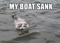 Random cat found swimming to shore from the middle of the lake 
