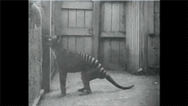 Rare footage of a marsupial wolf specimen Thylacine while in zoo captivity The largest known carnivorous marsupial of modern times would be officially declared extinct in 