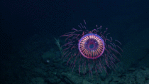 Rare Halitrephes Jellyfish looks Alien