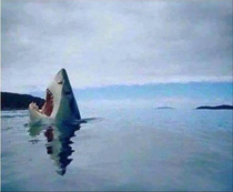 Rare photo of a white shark stepping on a lego piece