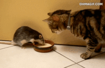 Rat and cat drinking a milk