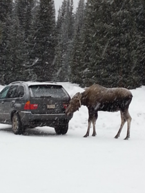 Received a Moose Licking Warning on my phone for Alberta Was not disappointed