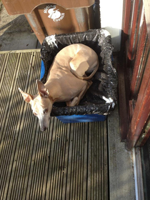 Recycling bin or comfy bed