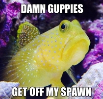 Reddit Id like to introduce you to Grumpy Fish
