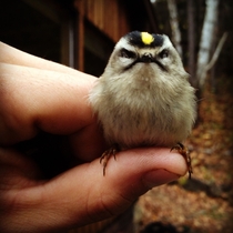 Reddit meet Cedric the Angriest Bird