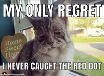 Regret cat